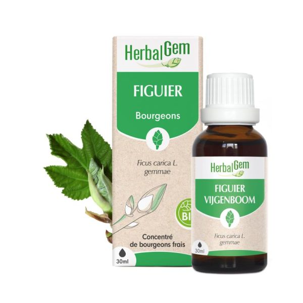 Herbalgem Figuier Macérat Bio Fl C-Gtt/30Ml